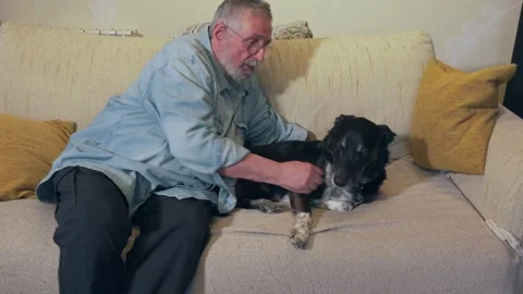 Man petting dog on sofa Stock-Footage 331674306