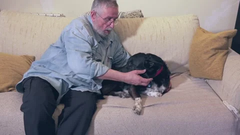 Man petting dog on sofa Stock Footage 331674308