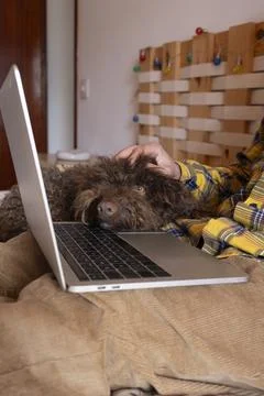 Man petting dog while working from home on laptop Stock Photos