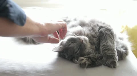Man Petting Fluffy Cat Stock Footage 11131060
