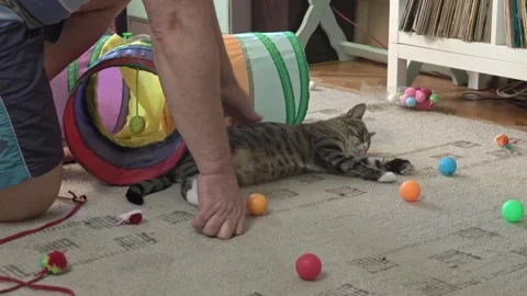 Man Petting a Fully Relaxed Cat on Living Room Rug Stock Footage 336542059