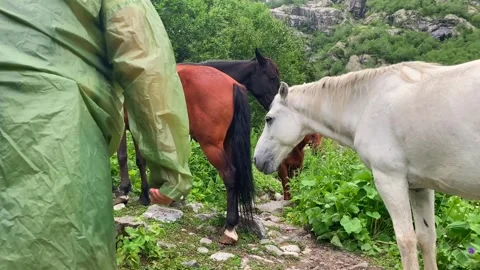 Man petting horse in close view on a green mountain trail in Svaneti Stock Footage 343768313
