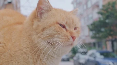 Man petting orange fat cat in garden Stock Footage 290514616