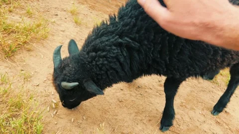 Man Petting Small Black Sheep on Farmyard Ground 库存影片 341001249