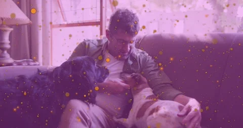 Man petting two dogs, lap dog nudging hand causing treat, pet care with purple Video stock 331789522