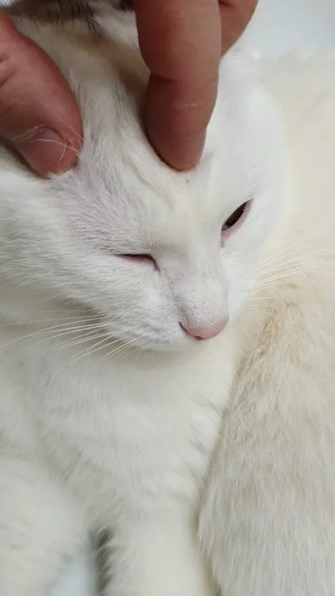Man petting a white cat while it purrs Stock Footage 218601437