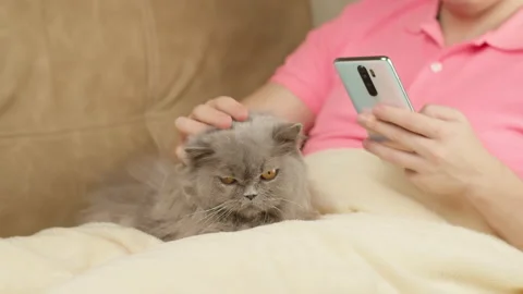 Man with a phone in hand sits on a sofa covered with a blanket, stroking a cat Stock Footage 150456091
