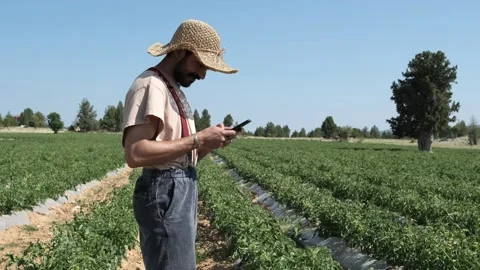 Man On Phone In Tomato Field Stock Footage 205451830