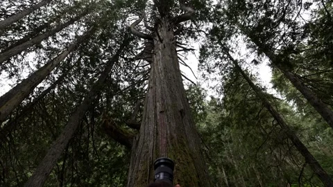 Man photographing ancient cedar tree in Chun T'oh Whudujut forest Stock Footage 334106579