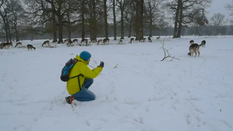 Man photographing deers in snow using mobile phone in Phoenix park, Dublin Stock Footage 86654299