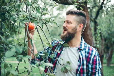 Man pick apple from tree Stock Photos