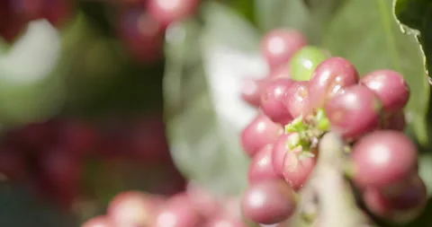 Man pick-up coffe beans from plant close-up 02 Stock Footage 152447510
