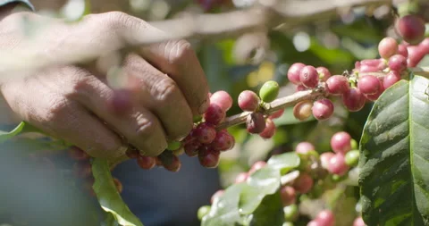 Man pick-up coffe beans from plant close-up Stock Footage 152447665