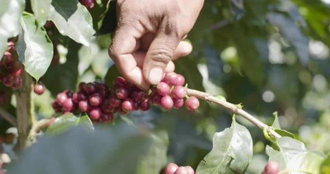 Man pick-up coffe beans from plant close-up 03 Stock Footage 152447741