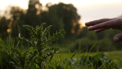Man pick finger by small sharp bush Stock Footage 91207812