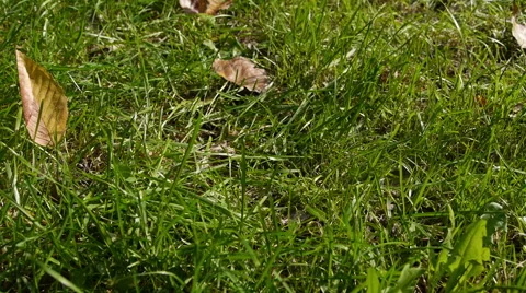 Man pick up his lost wallet from the grass. Vidéo 58786753