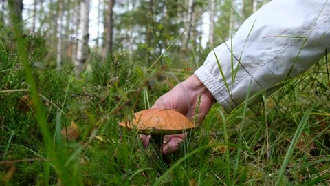 Man pick mushroom in the forest Vídeo Stock 130860706