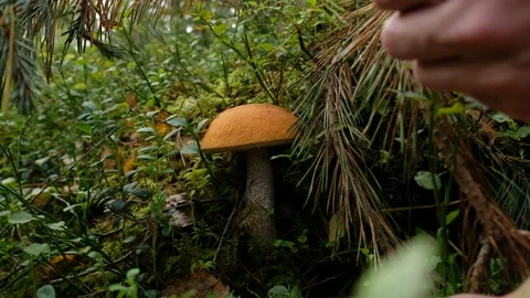 Man pick mushroom in the forest Stock Footage 130860767