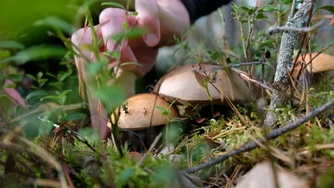 Man pick mushroom in the forest Stock Footage 130860844