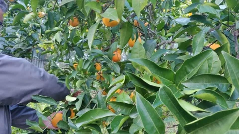 Man pick up oranges from the tree, take fruit. Stock Footage 131662453