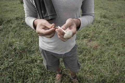 Man picking up and selecting magic mushrooms 스톡 사진