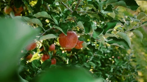 Man picking apple in the orchard Stock-Footage 117355080