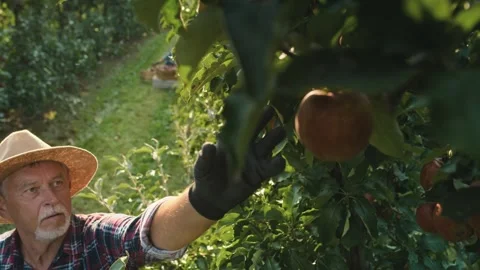 Man picking apple in the orchard Stock-Footage 264764564