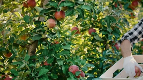 Man picking apples in his orchard Stock Footage 117412367