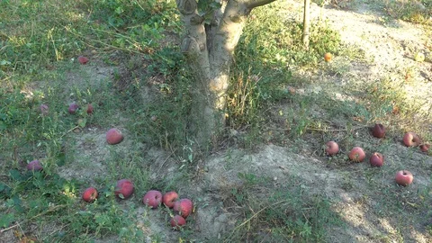 Man Picking Apples From A Tree On An Organic Farm Stock Footage 96713790