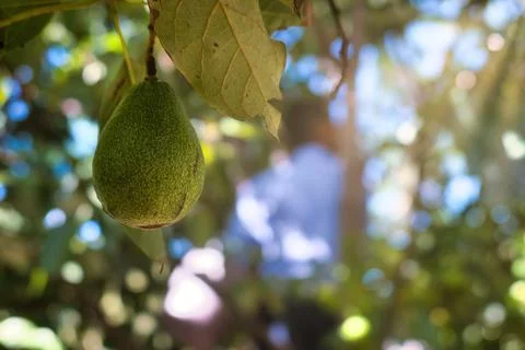 Man picking avocados from the tree 스톡 사진
