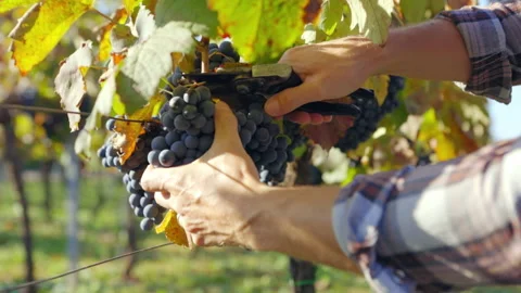 Man picking blue grapes in a vineyard Stock Footage 219609717