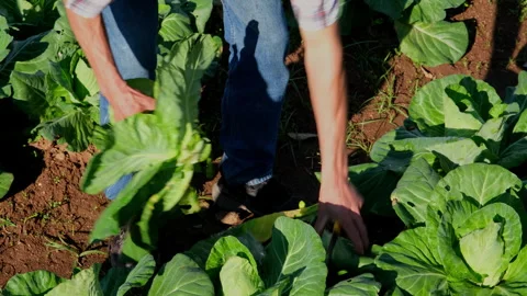 Man picking cabbage vegetable at organic farm. Male farmer harvesting green cabb Stock Footage 260108255