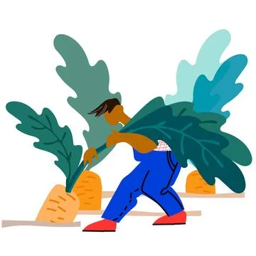 Man picking carrot vector illustration. Harvesting concept. Agritourism, pick Stock Illustration