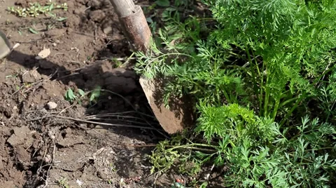 Man Picking carrots Stock Footage 35649535