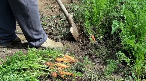 Man Picking carrots Stock Footage 35649620