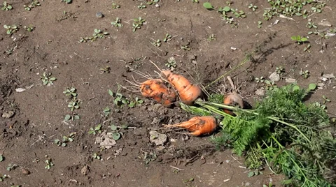 Man Picking carrots Stock Footage 35649664
