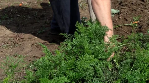Man Picking carrots Stock Footage 35649695