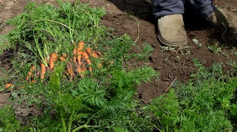 Man Picking carrots Stock Footage 35649701