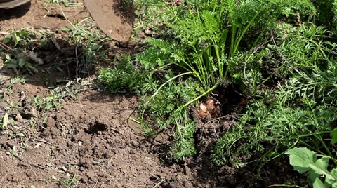 Man Picking carrots Stock Footage 35649713