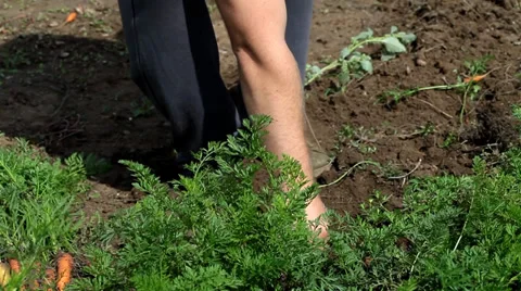 Man Picking carrots Stock Footage 35649714