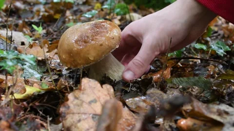 Man picking a cep (Boletus edulis) in the woods. 스톡 동영상 151217681