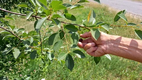 Man picking cherries from branches in the garden.Ripe cherry harvest season. Stock Footage 338283039