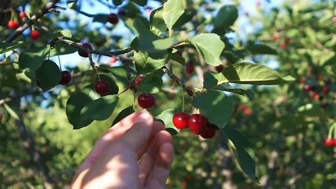 Man picking cherries in summer garden Stock Footage 102945702