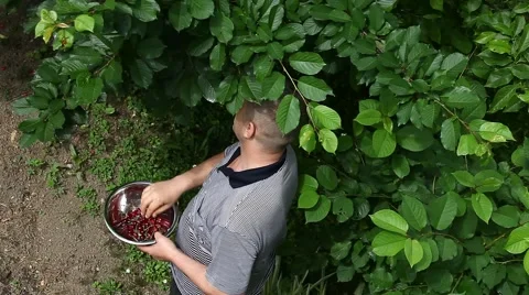 Man picking cherries from the tree Stock Footage 50902705