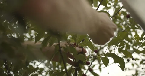 Man picking cherries from the tree 스톡 동영상 117542319