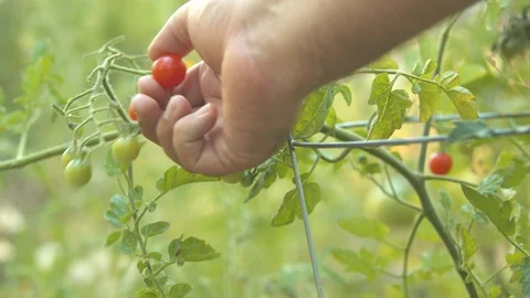 Man Picking a Cherry Tomato off the Vine Stock Footage 93870374