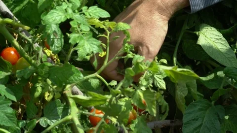 Man picking cherry tomatoes from bush Stock Footage 77327610