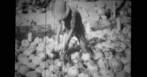 Man picking coconut from water and peeling its coconut shell Stock Footage 43455760