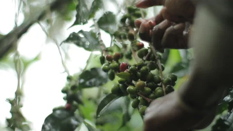 Man picking coffee berries manually Stock Footage 169700194