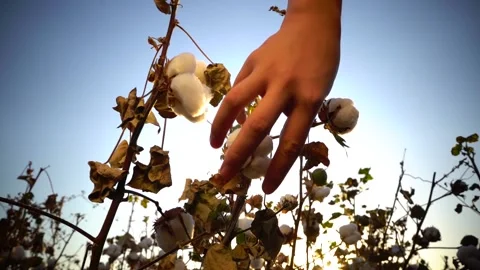 Man picking cotton in the field Stock Footage 149002491